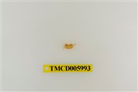 藏品(拉氏清溪蟹)的圖片